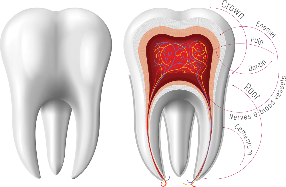 مرکز درمان ریشه و ترمیم دندان در هروی